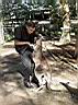 KP - me and kangaroos 5.JPG